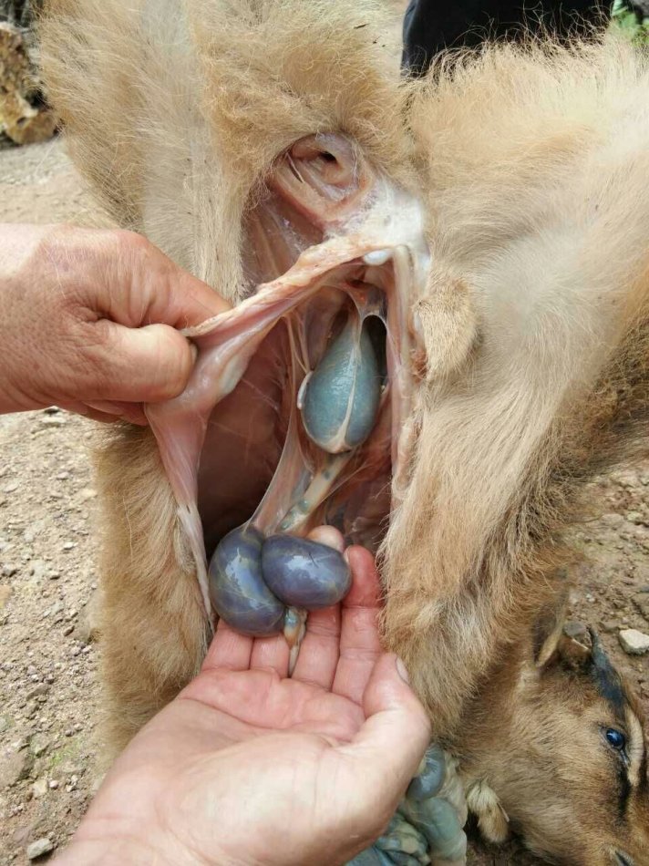 山羊寄生虫病症状,山羊癞病怎么治