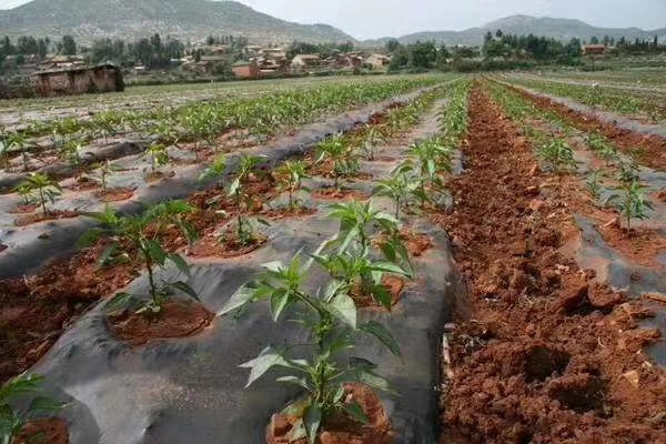 想要辣椒苗茄子苗长得好怎么施肥,辣椒苗移栽多久才可以施肥管理