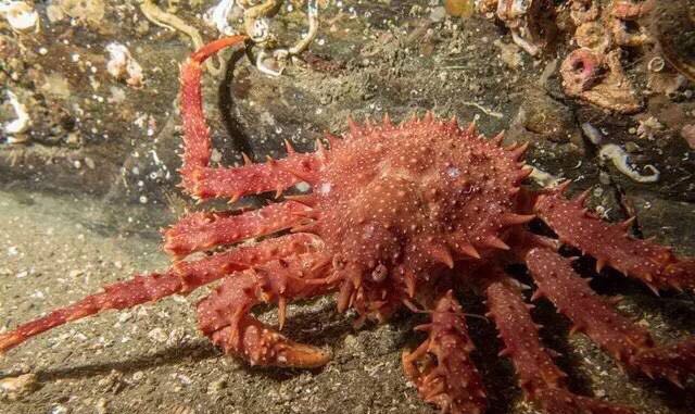 螃蟹的世界旅行,螃蟹的世界深度解析