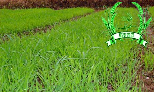 水稻的恶苗病怎么预防,水稻恶苗病的防治有效方法
