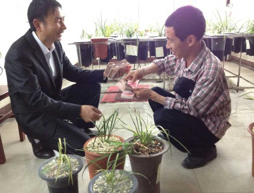 那些年兰花为什么价格会持续走高,为什么同一品种的兰花价格不一样