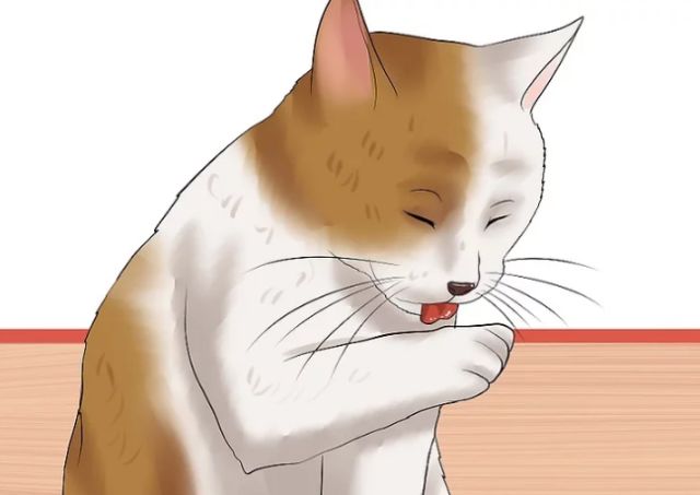 猫不吃体内驱虫药怎么办,猫驱虫多久一次体内体外