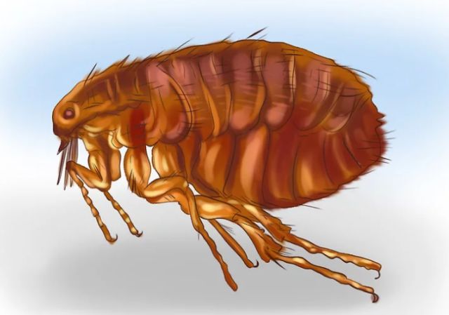国产猫体内外驱虫,猫爱沃克体内外驱虫一体管用吗
