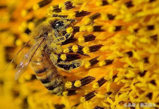 释迦花粉采集方法,花粉采集技巧视频