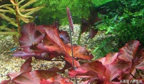 斗鱼怎么养比较容易成活,斗鱼怎么养才养得比较久