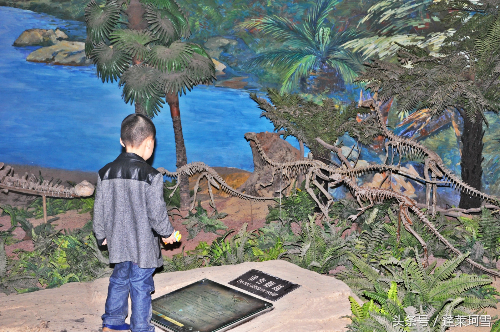 自贡恐龙博物馆展示是真恐龙吗,自贡恐龙博物馆可以现场购票吗