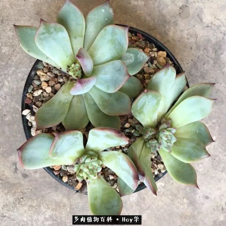 吉娃娃多肉高清图片,吉娃娃图片多肉