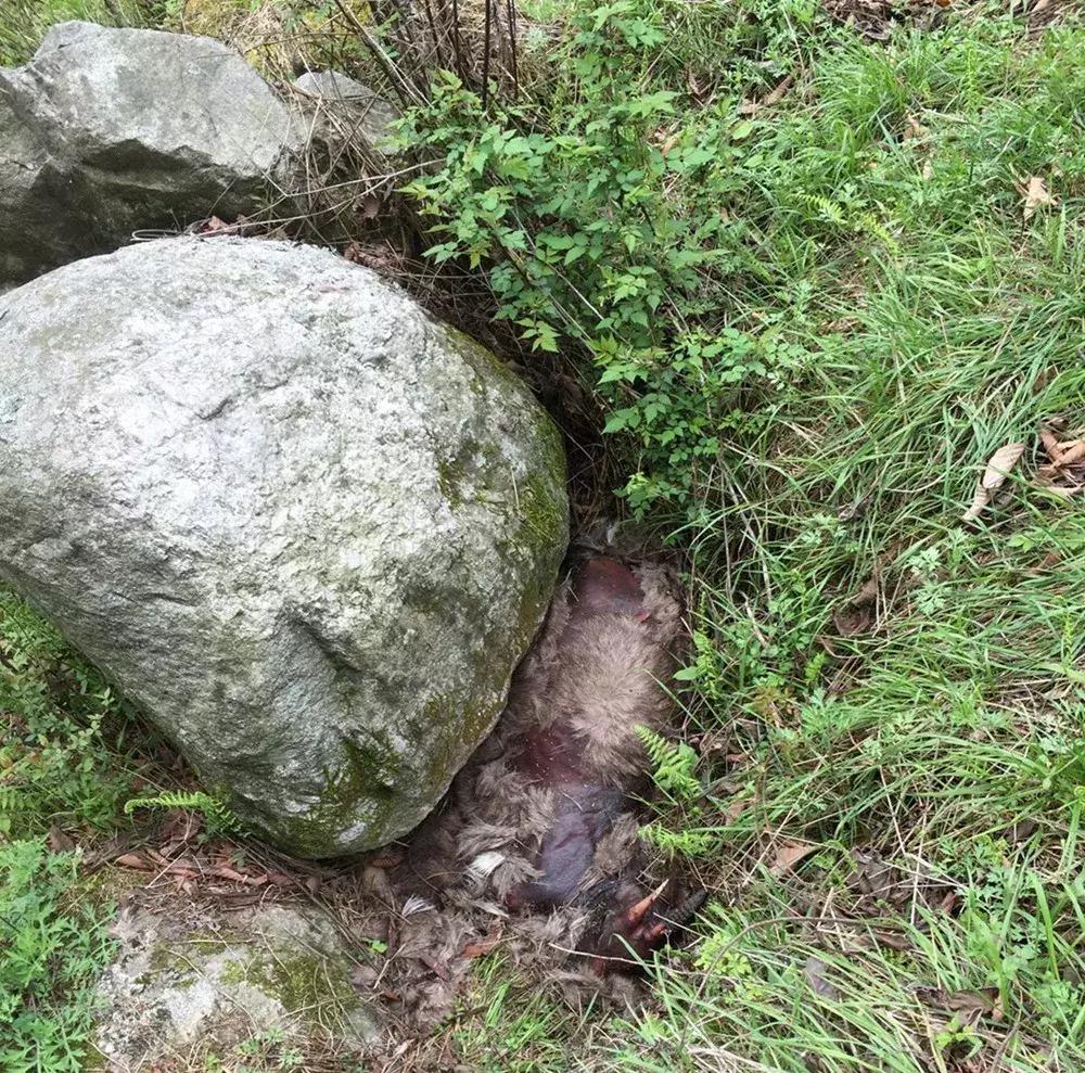 面对尸体，在野外这些野生动物会有什么反应