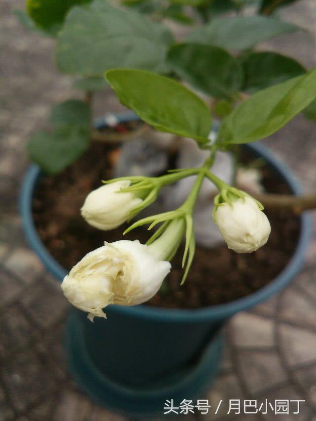 茉莉黄叶掉花苞怎样挽救,茉莉长黄叶黑枝