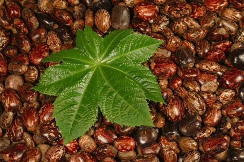 中药蓖麻子拔毒,蓖麻子拔毒