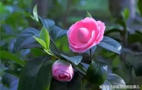 美极了樱花盛开图片,中国各市的市花大全