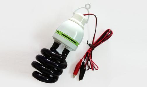 有几种吃蔬菜的瓢虫,所有瓢虫都吃什么蔬菜