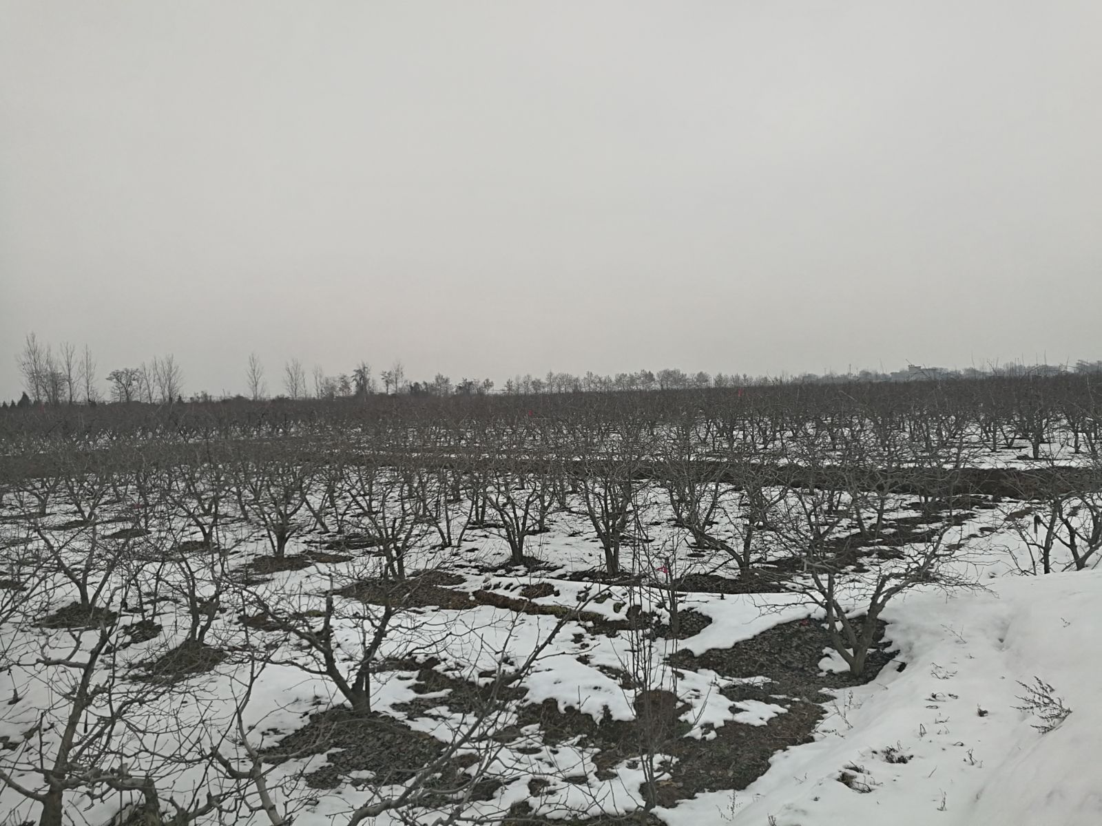 阎良山东人,阎良山东人过年