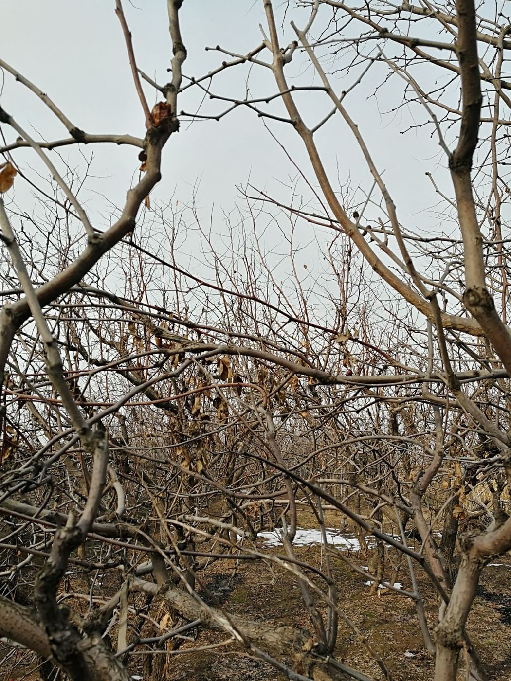阎良山东人,阎良山东人过年