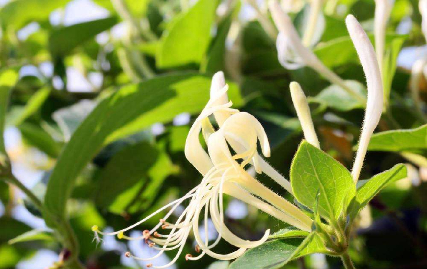 金银花一蒂二花,状如雄雌相伴,又似鸳鸯对舞,故有鸳鸯藤之称