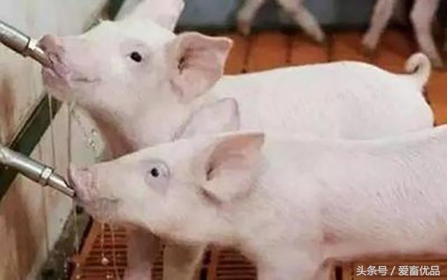 猪的肚子胀气并喘气怎么回事,猪肚子胀气怎么治用什么药