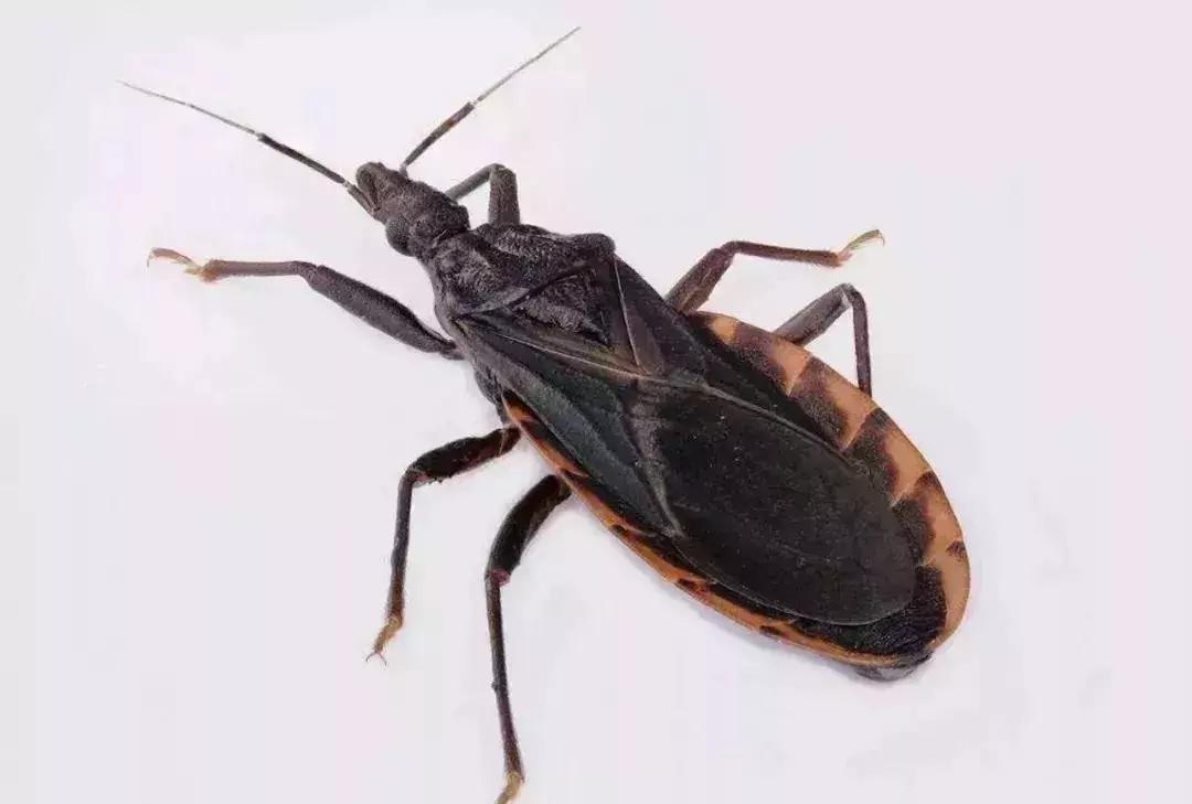 前方高能慎入丨这虫子被咬或染“新型艾滋病”,危险！