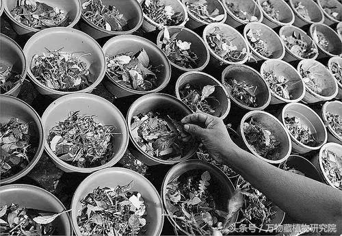 鎶よ偆鍝佺敤鐨勪腑鑽夎嵂閮芥湁鍝簺,鐪熸鐨勪腑鑽夎嵂鐨勬姢鑲ゅ搧