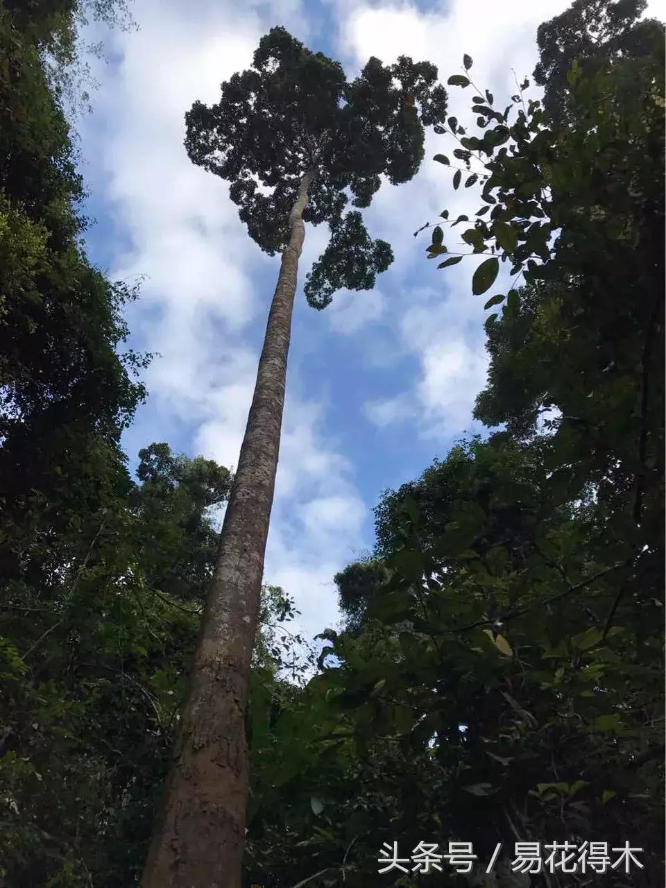 濒临灭绝的珍稀植物,世界珍稀濒危植物三大旗舰种
