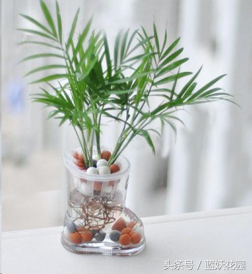 适合夏天养的花有哪些水培,好养的花适合一年四季养水培