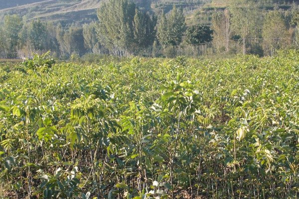 核桃的主要虫害有哪些怎样防治,核桃主要病虫害的防治技术