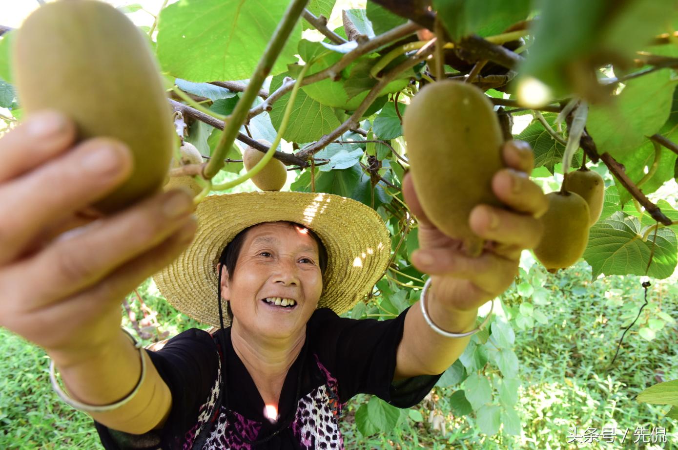 南充顺庆：大林镇产业“梦之队”打好发展“攻势足球”