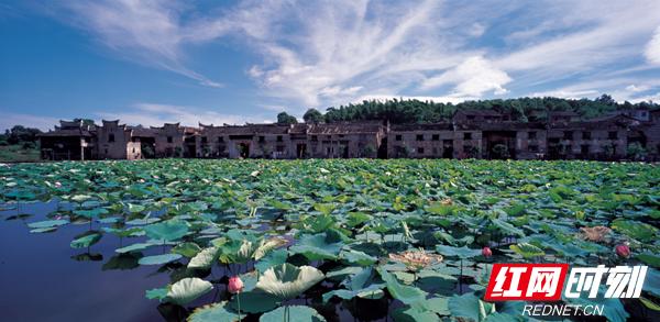 湖南赏荷,夏日赏荷好推荐打卡地