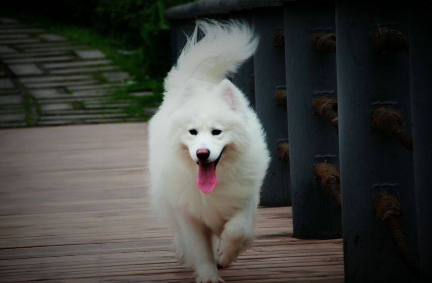 微笑天使萨摩耶公的好还是母的好,萨摩耶养狗真实感受