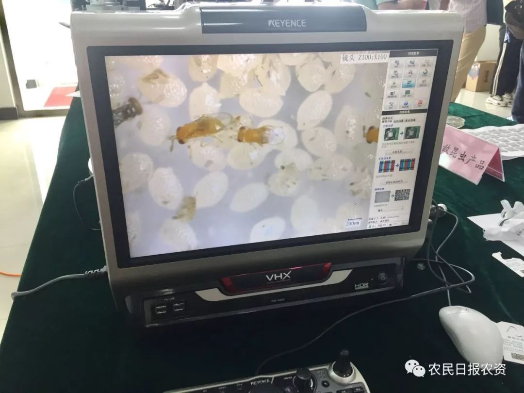 赤眼蜂防治螟虫,赤眼蜂的防治技术