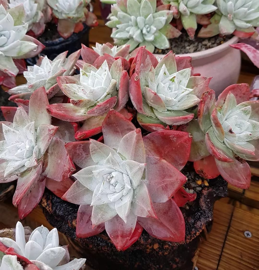 偷了价值10万的多肉,偷多肉可耻吗