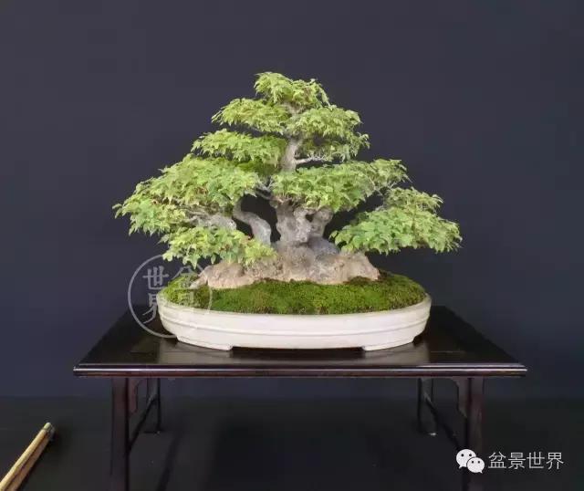 盆景是中国的名片看看浪漫的法国人怎样玩盆景