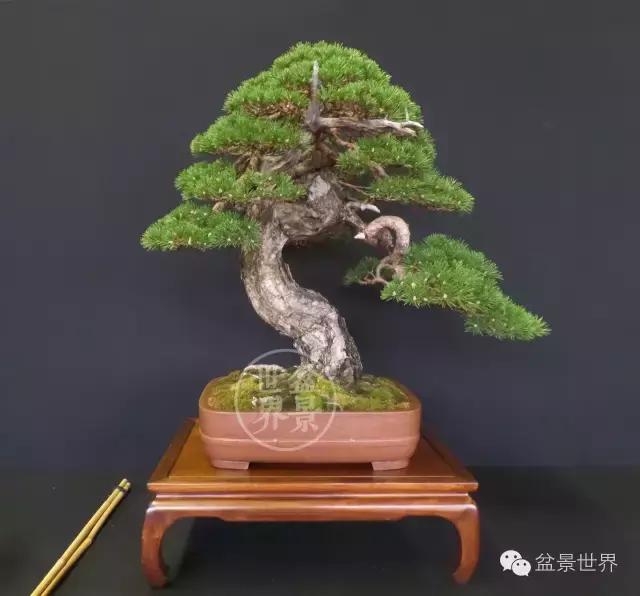 盆景是中国的名片看看浪漫的法国人怎样玩盆景