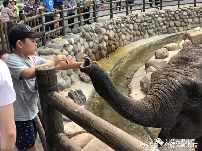 长隆野生动物园一日游简单攻略,长隆野生动物园两天一晚游玩攻略