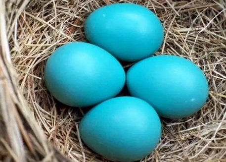 蒂芙尼高级珠宝,四季名品蒂芙尼