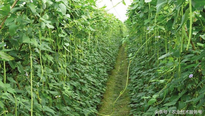 豇豆上有锈点怎么办,豇豆表面锈点是什么