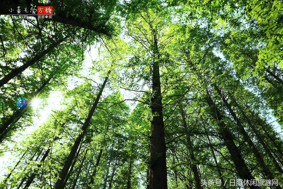 日照浴场海鲜攻略,日照海滨浴场旅游攻略