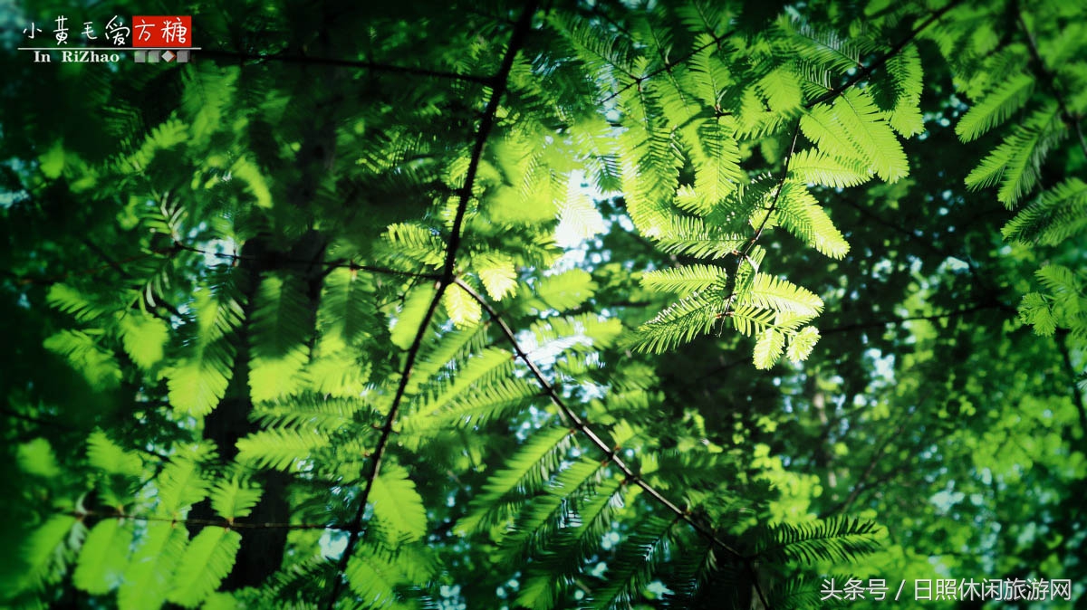 日照浴场海鲜攻略,日照海滨浴场旅游攻略