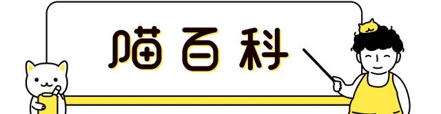 新手养猫攻略3年养猫经验分享,新手养猫攻略养猫课代表