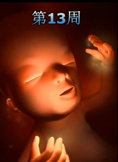 胎儿发育震撼照片,最全胎儿发育图