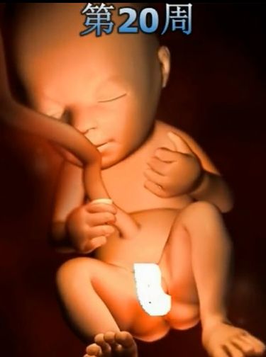 胎儿发育震撼照片,最全胎儿发育图