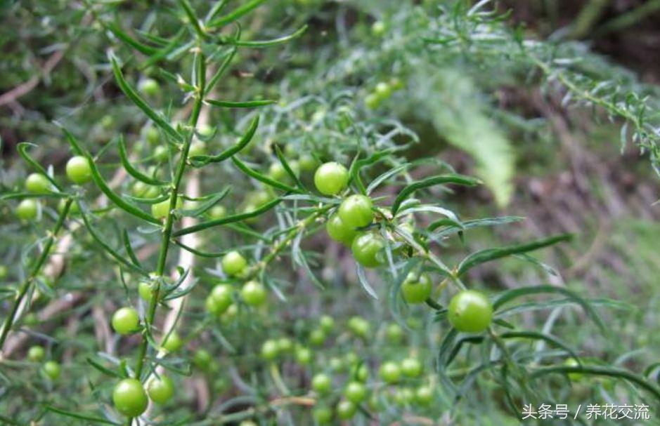 天门冬文竹,天门冬与文竹有什么不同