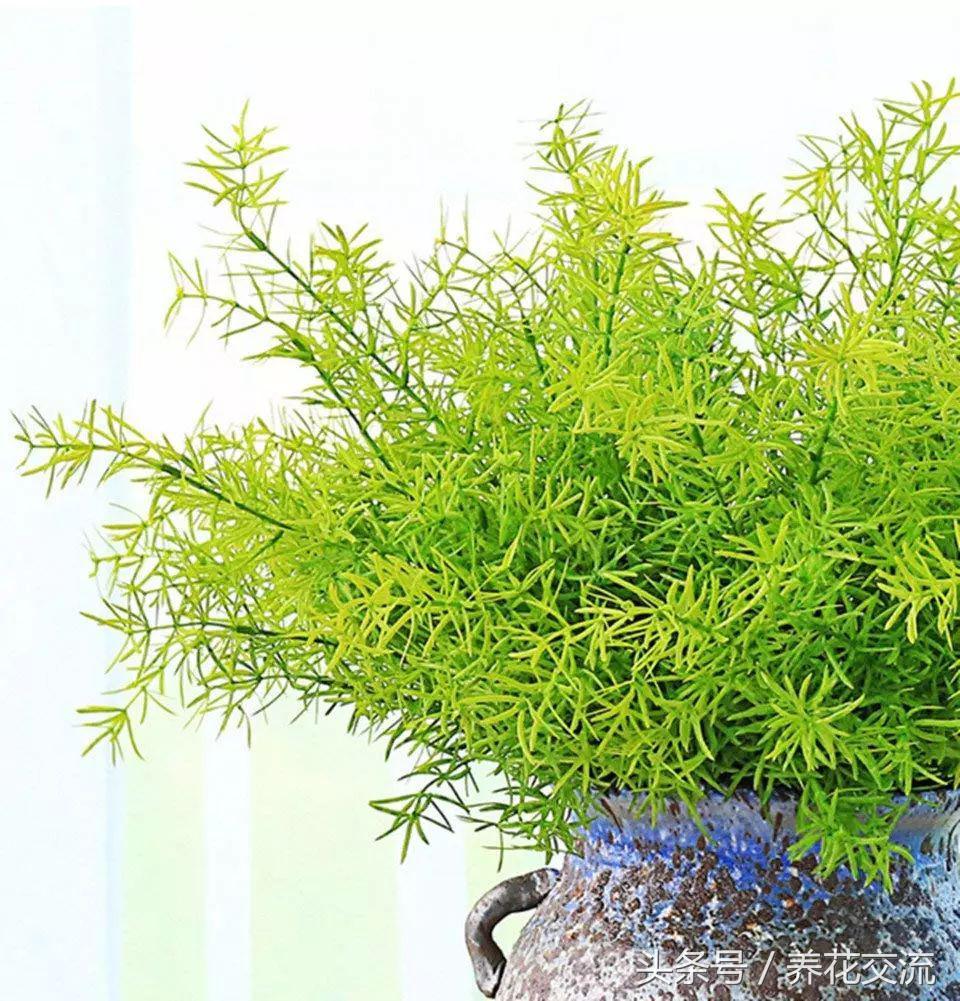 天门冬的叶子像文竹吗,天门冬文竹