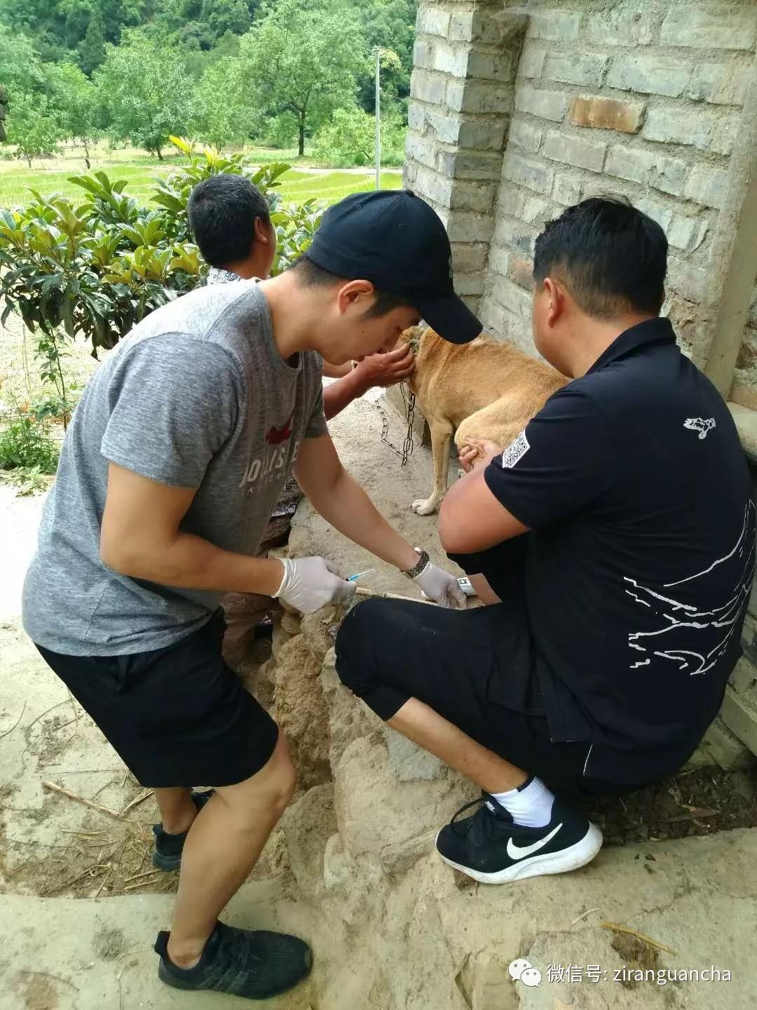 秦岭大熊猫犬瘟热事件,犬瘟热危险期