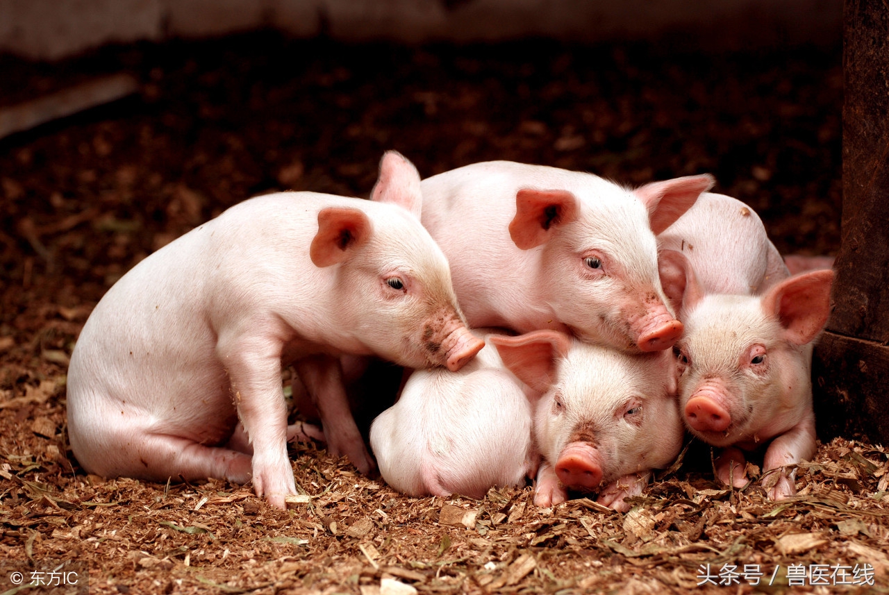 一场阴雨天引发的腹泻，值得养猪人深思！