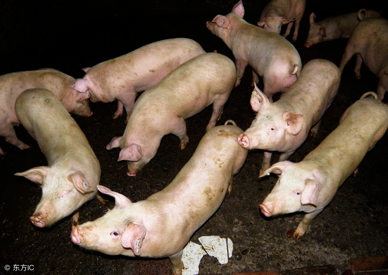 猪场专用蚊香对身体有害吗,一盘蚊香引起的灾难