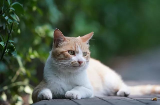 绱㈠凹selp1650闀滃ご璇勬祴,闀跨劍澶х偖鎺ㄨ崘渚垮疁