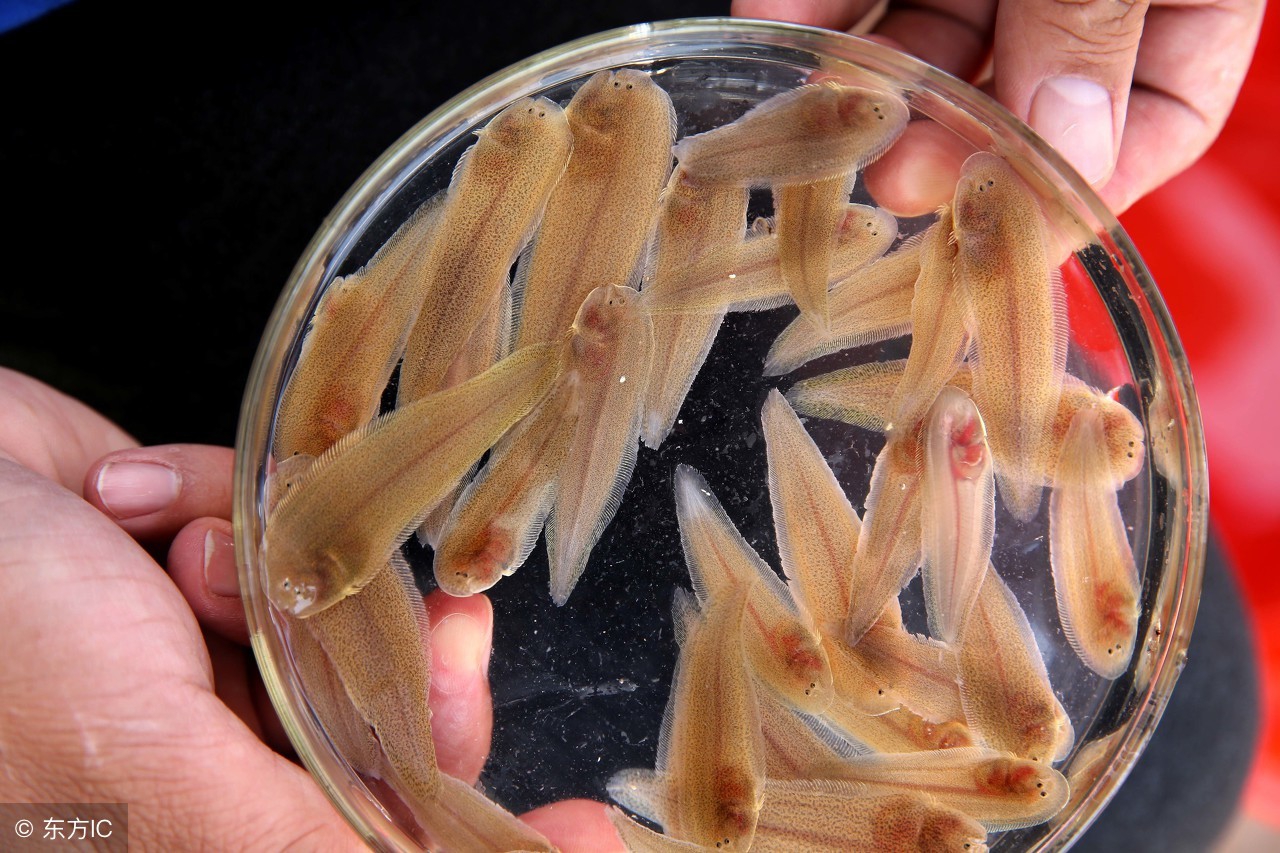 鱼苗病虫防治,春季鱼苗防治