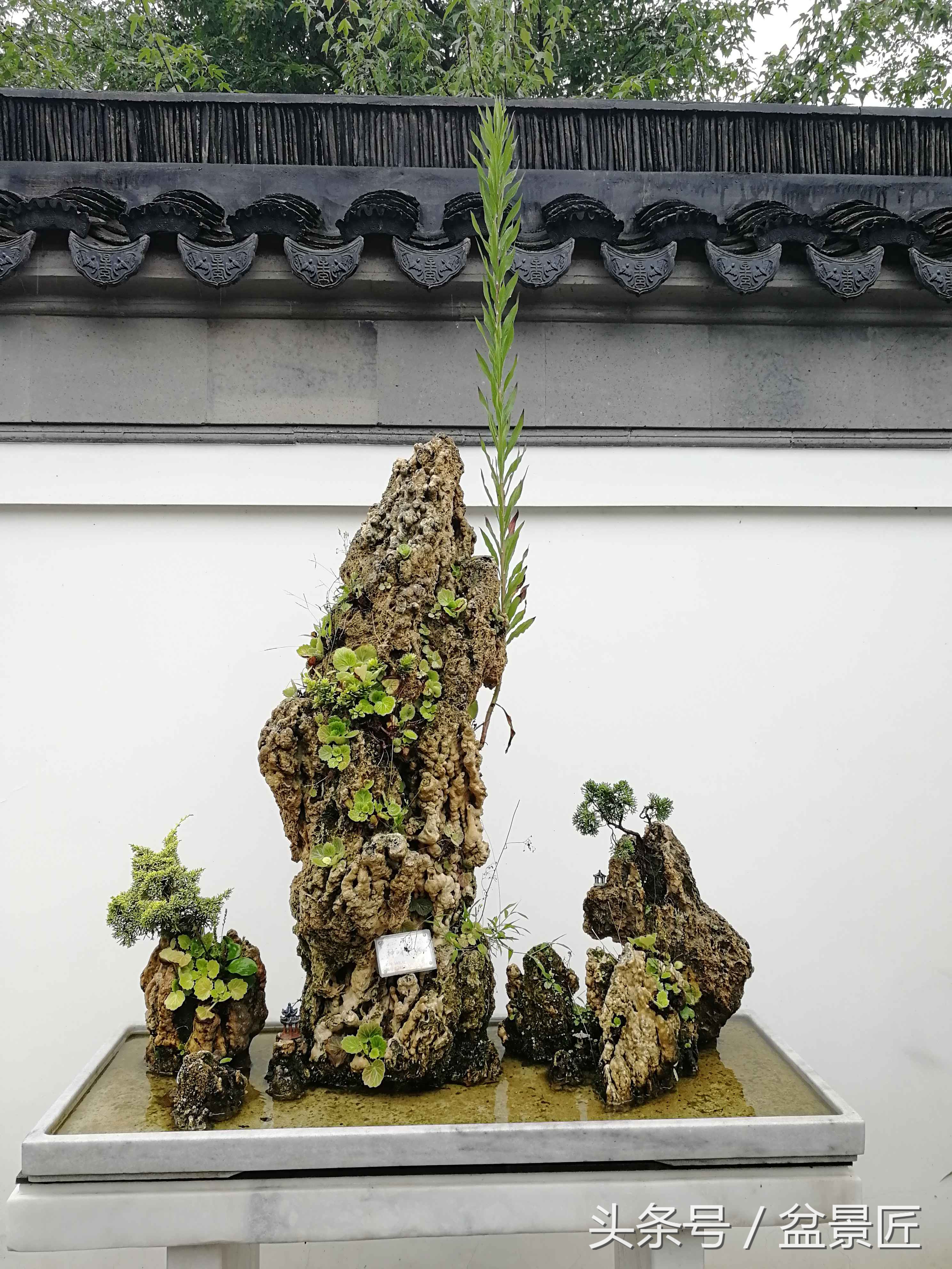 盆景叶黄落叶怎么办,盆栽叶黄怎样处理