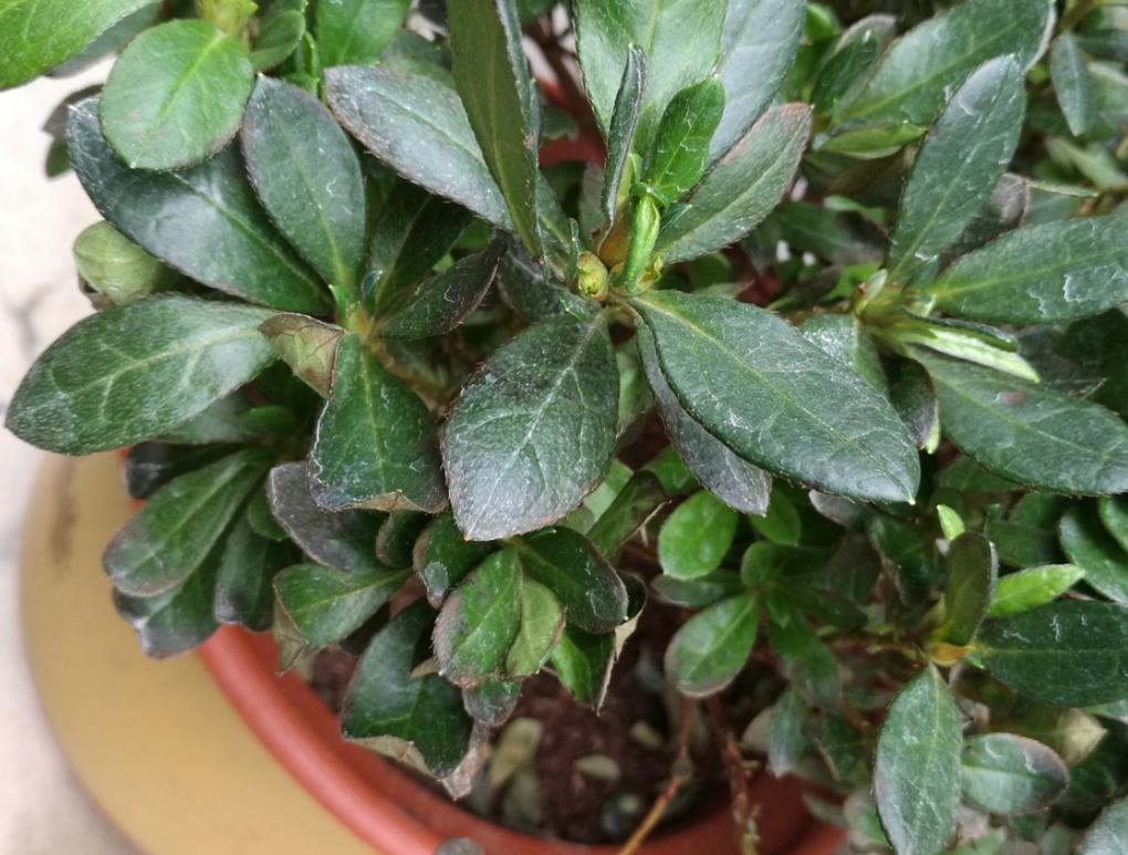 夏季杜鹃花叶子发白是什么原因,杜鹃花叶片发黑焦枯怎么办