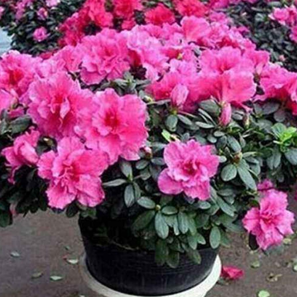 夏季杜鹃花叶子发白是什么原因,杜鹃花叶片发黑焦枯怎么办